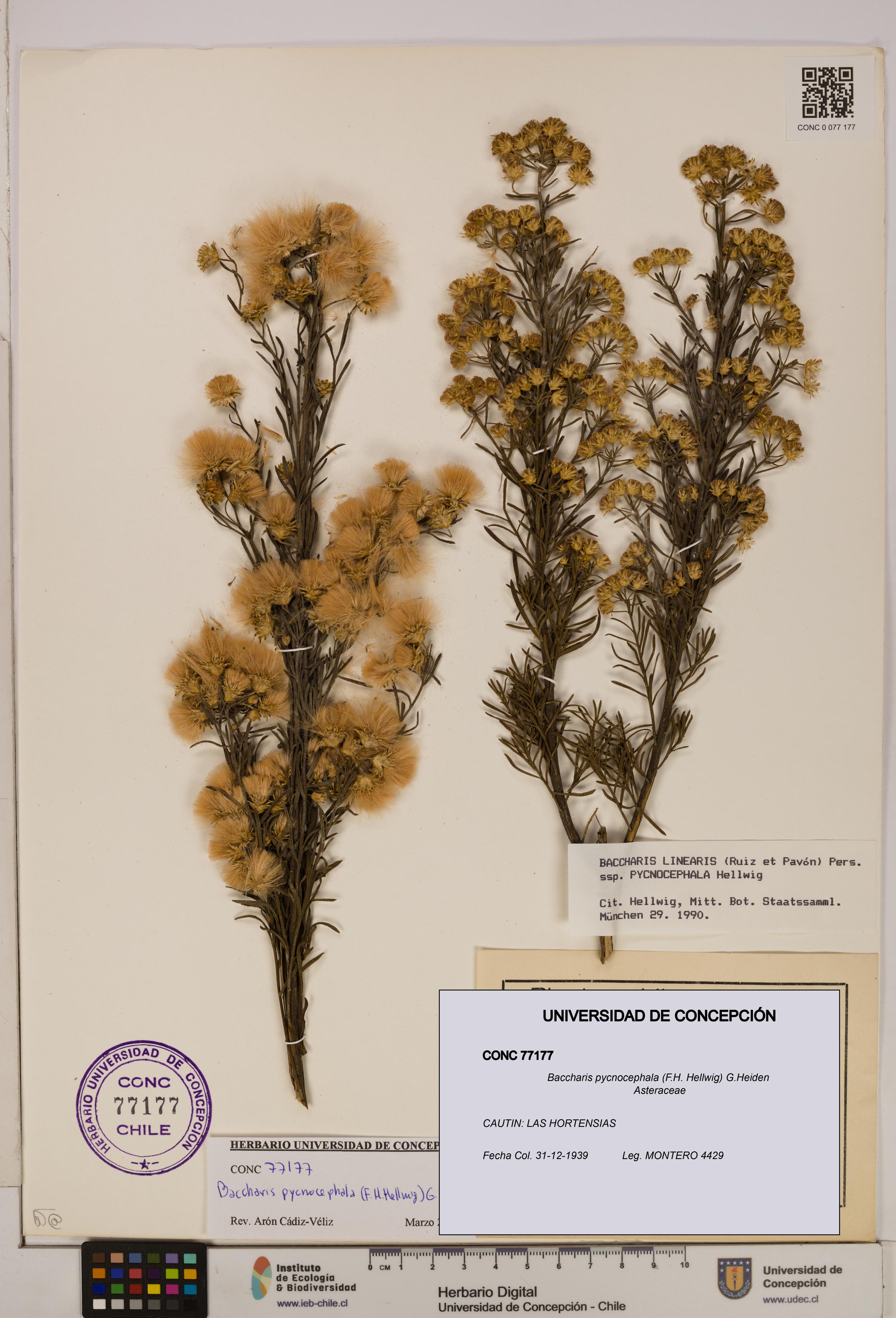 Baccharis pycnocephala [Espécimen: UDEC:CONC:0077177]