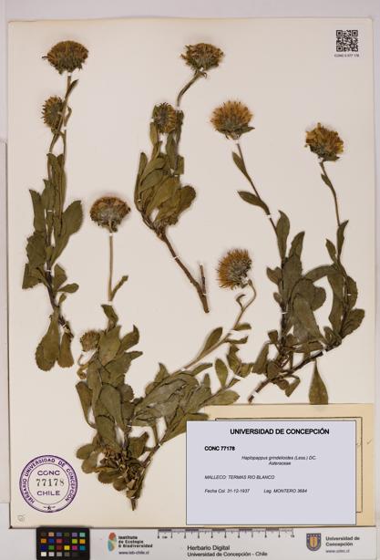 Haplopappus grindelioides [Espécimen: UDEC:CONC:0077178]