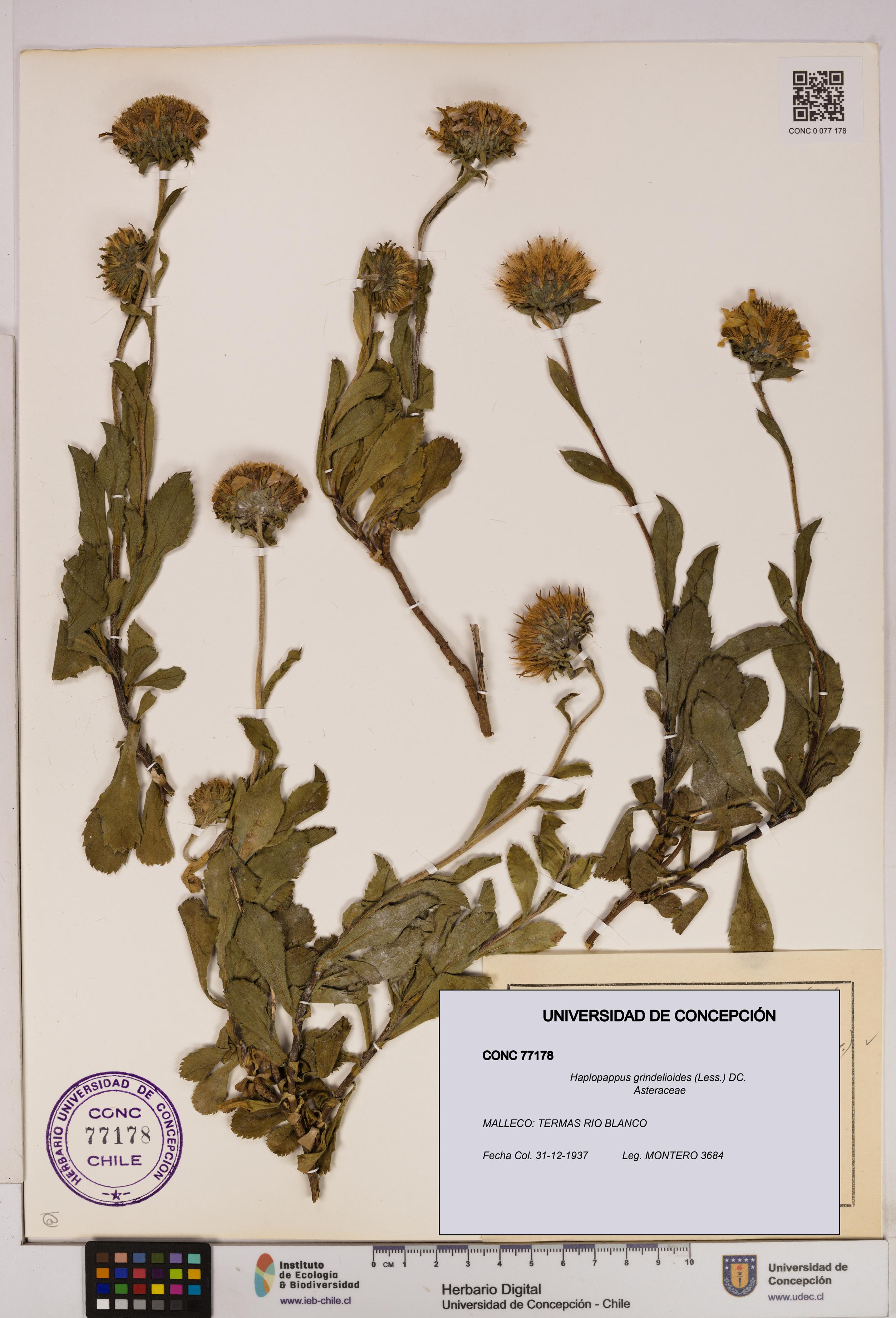 Haplopappus grindelioides [Espécimen: UDEC:CONC:0077178]