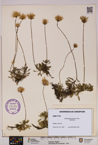 Haplopappus glutinosus [Espécimen: UDEC:CONC:0077179]