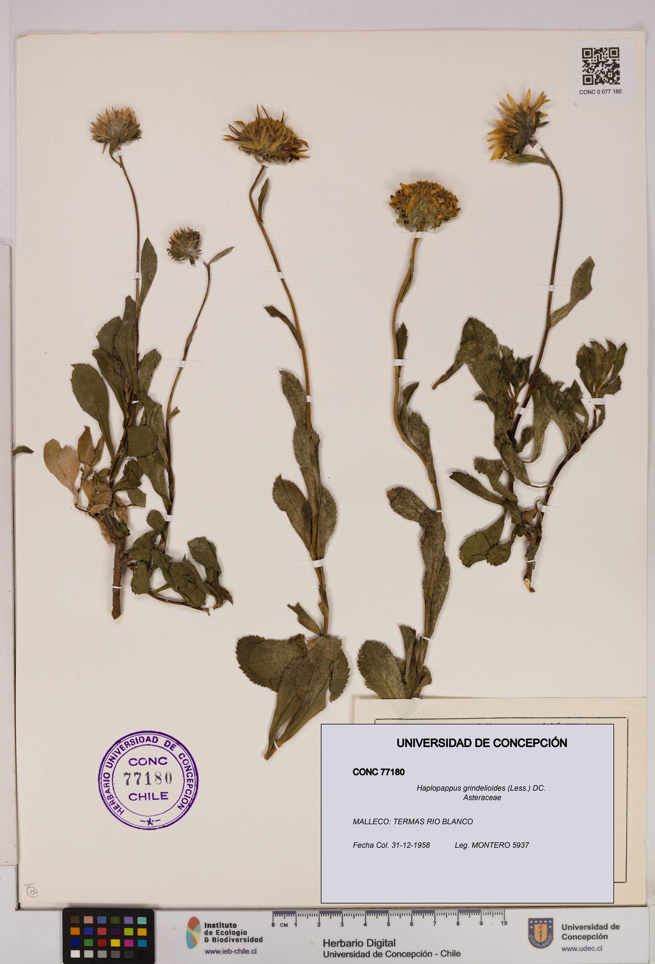 Haplopappus grindelioides [Espécimen: UDEC:CONC:0077180]