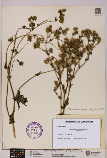 Moscharia pinnatifida [Espécimen: UDEC:CONC:0077181]