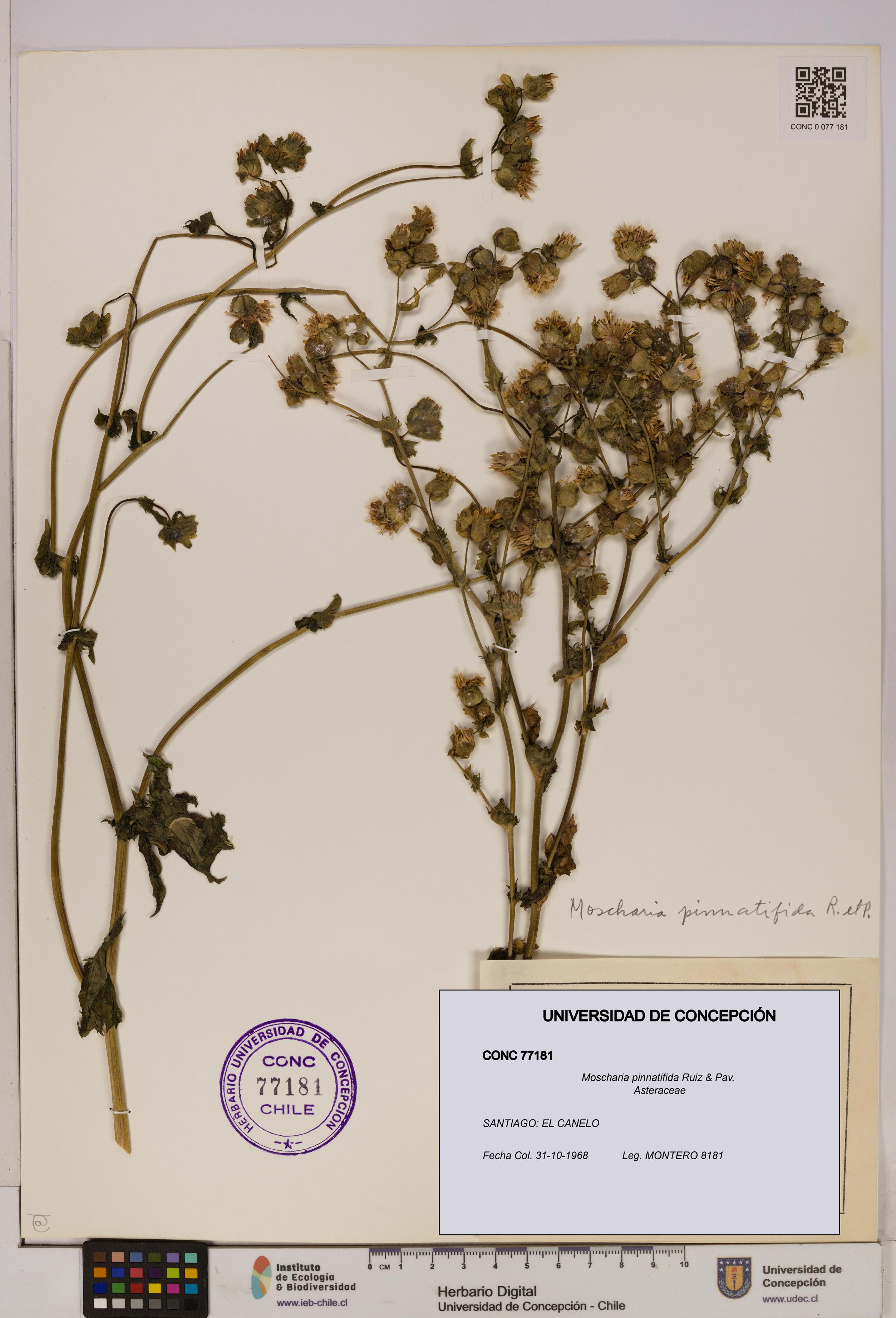 Moscharia pinnatifida [Espécimen: UDEC:CONC:0077181]