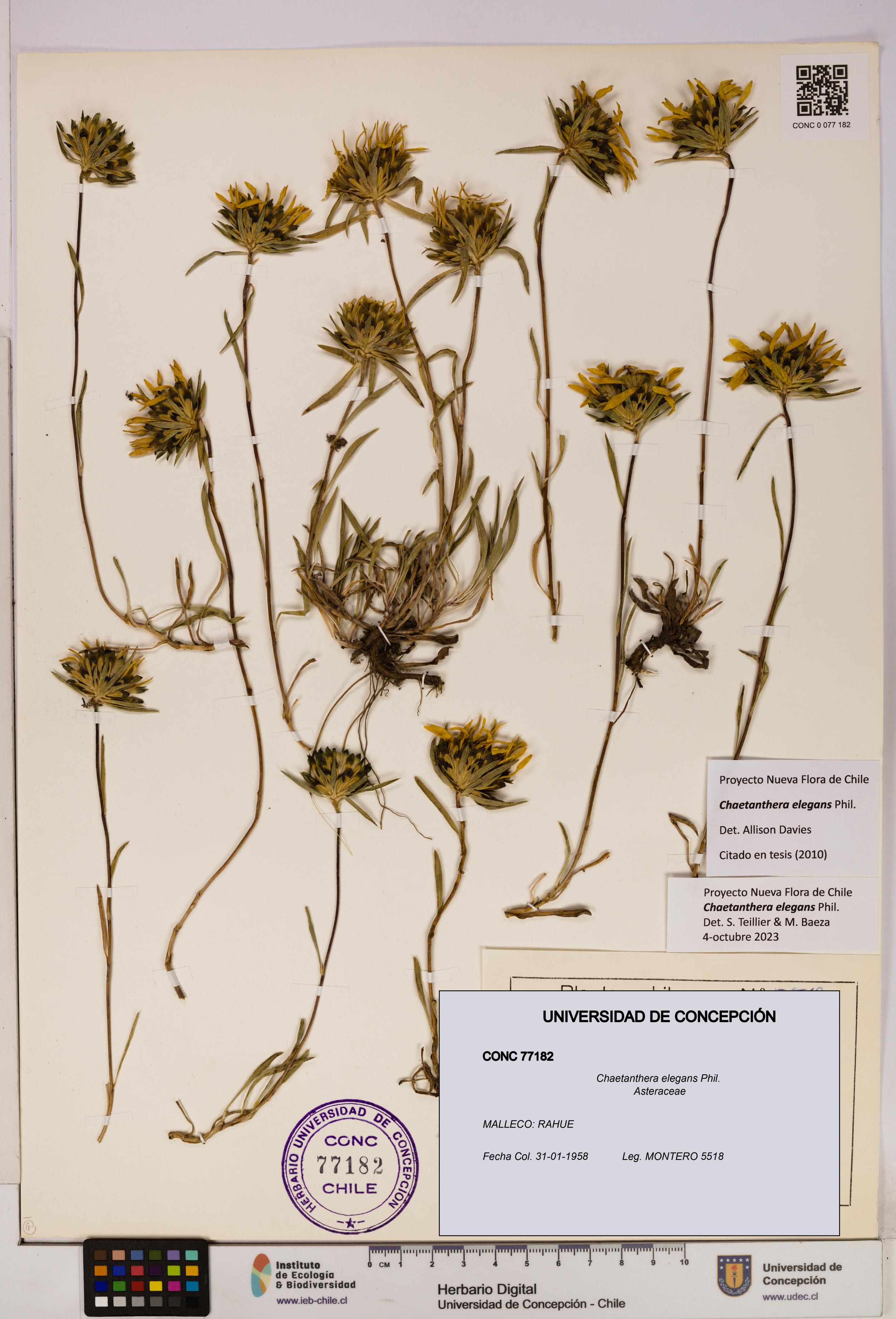Chaetanthera elegans [Espécimen: UDEC:CONC:0077182]