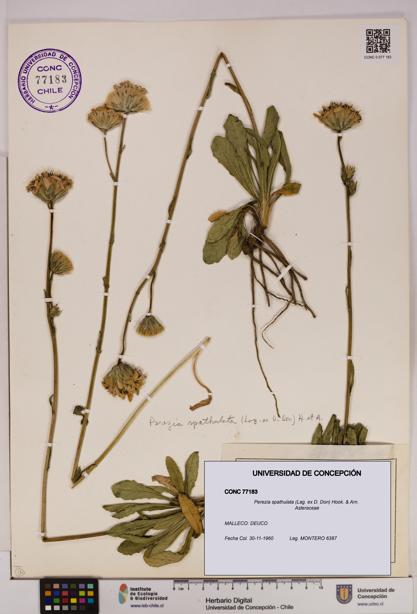 Perezia spathulata [Espécimen: UDEC:CONC:0077183]