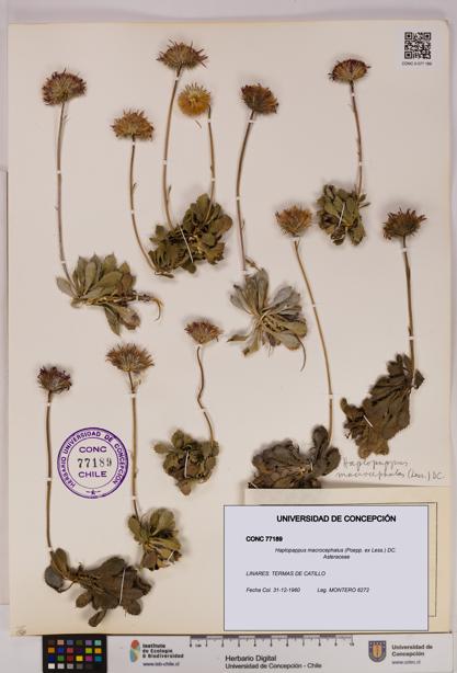 Haplopappus macrocephalus [Espécimen: UDEC:CONC:0077189]