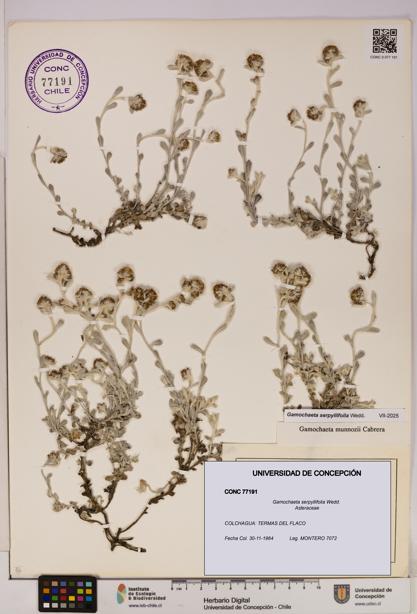Gamochaeta serpyllifolia [Espécimen: UDEC:CONC:0077191]