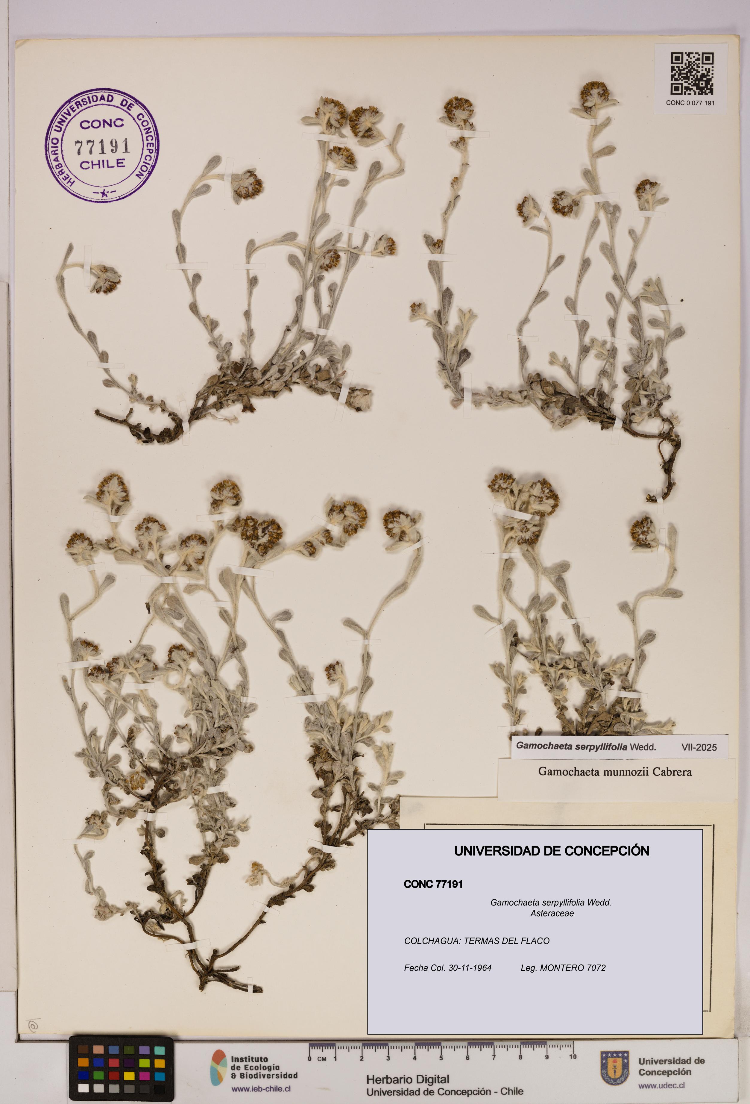Gamochaeta serpyllifolia [Espécimen: UDEC:CONC:0077191]