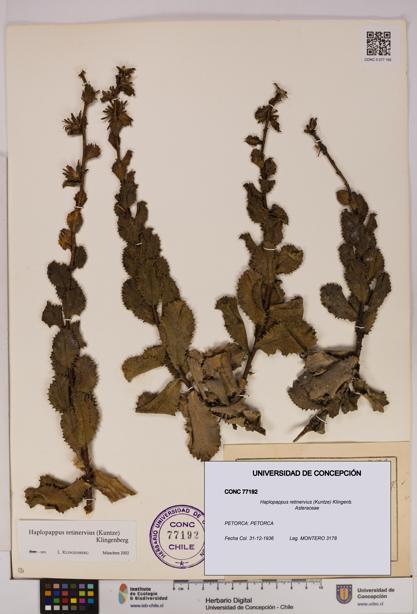 Haplopappus retinervius [Espécimen: UDEC:CONC:0077192]