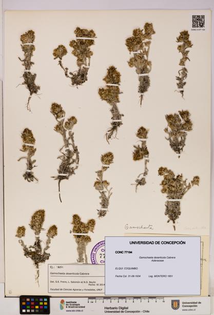 Gamochaeta deserticola [Espécimen: UDEC:CONC:0077194]