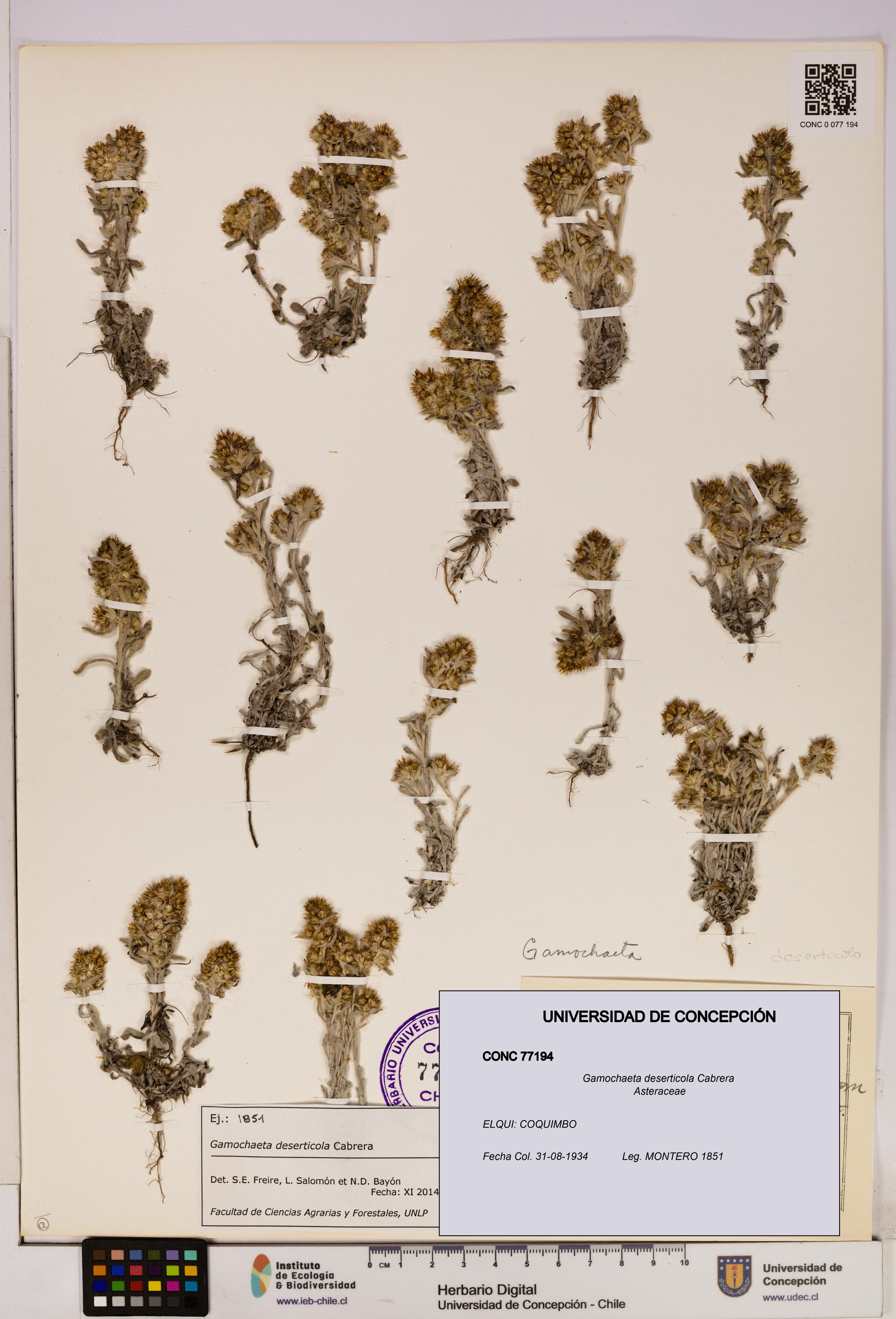 Gamochaeta deserticola [Espécimen: UDEC:CONC:0077194]