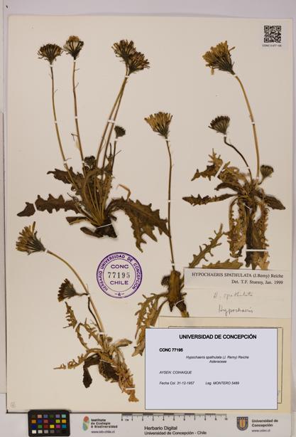 Hypochaeris spathulata [Espécimen: UDEC:CONC:0077195]