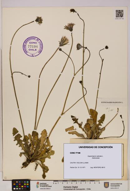 Hypochaeris radicata [Espécimen: UDEC:CONC:0077196]