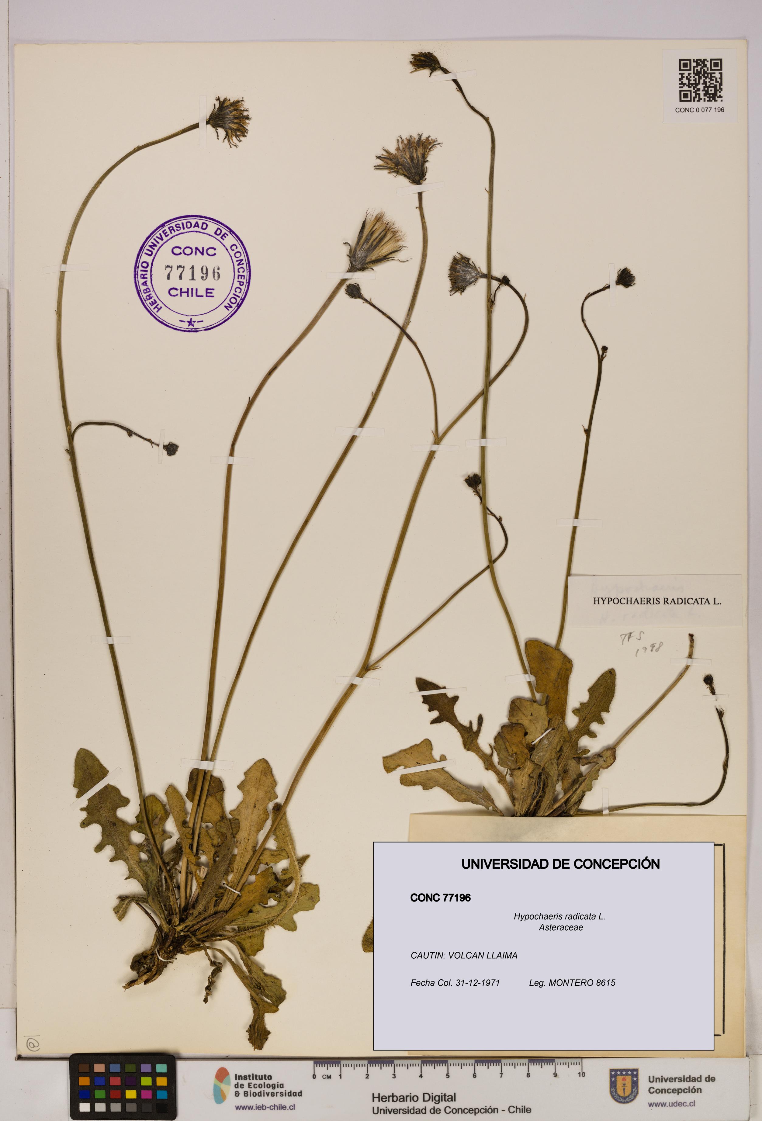 Hypochaeris radicata [Espécimen: UDEC:CONC:0077196]