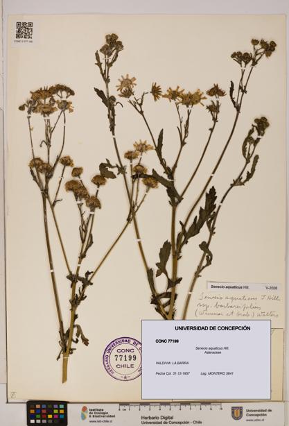 Senecio aquaticus [Espécimen: UDEC:CONC:0077199]