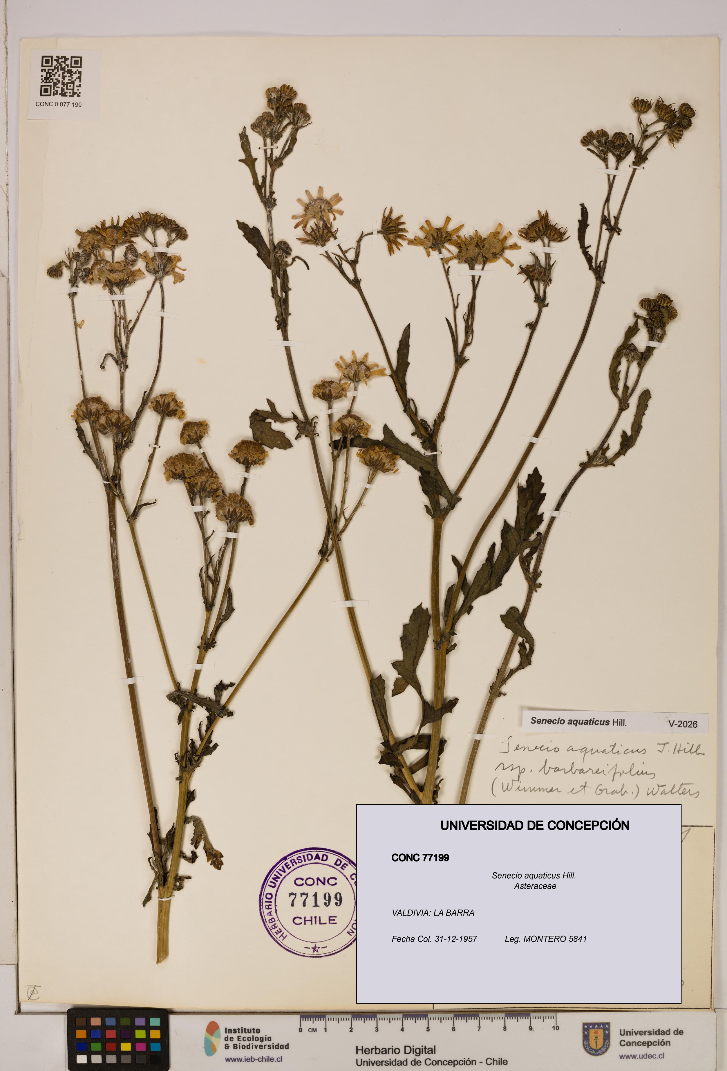 Senecio aquaticus [Espécimen: UDEC:CONC:0077199]
