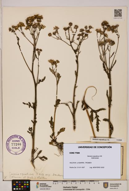 Senecio aquaticus [Espécimen: UDEC:CONC:0077200]