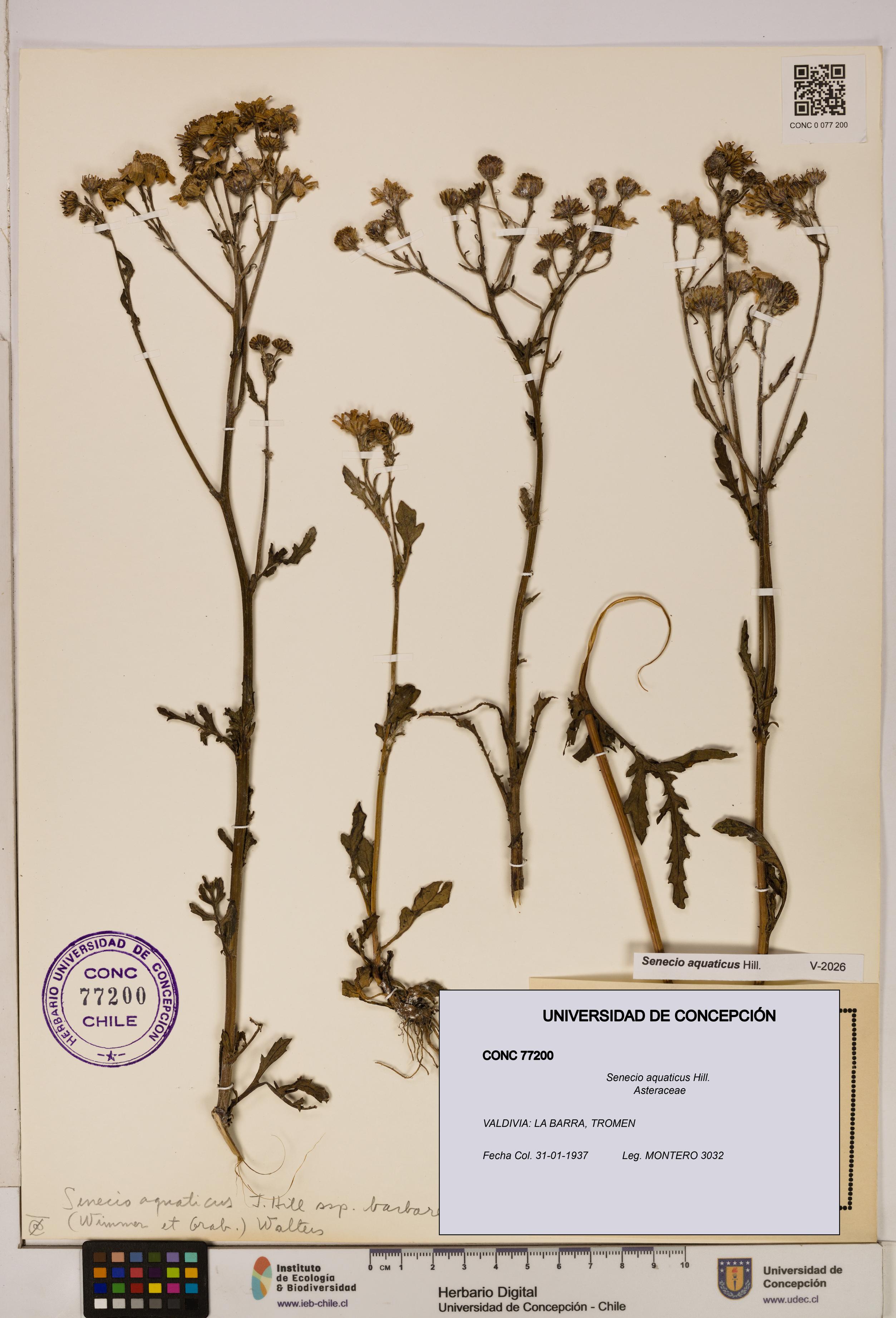 Senecio aquaticus [Espécimen: UDEC:CONC:0077200]