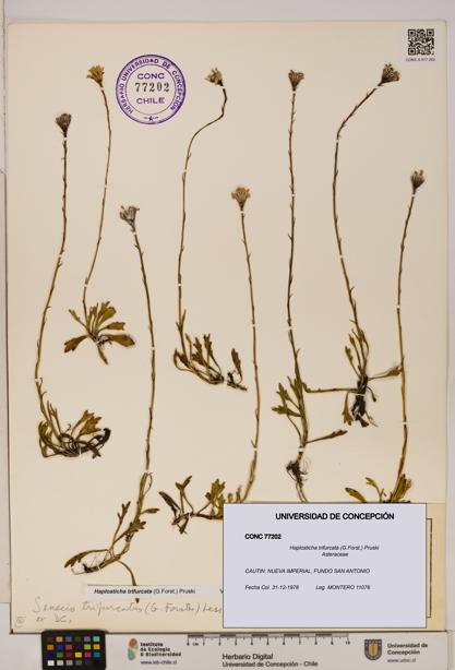Haplosticha trifurcata [Espécimen: UDEC:CONC:0077202]