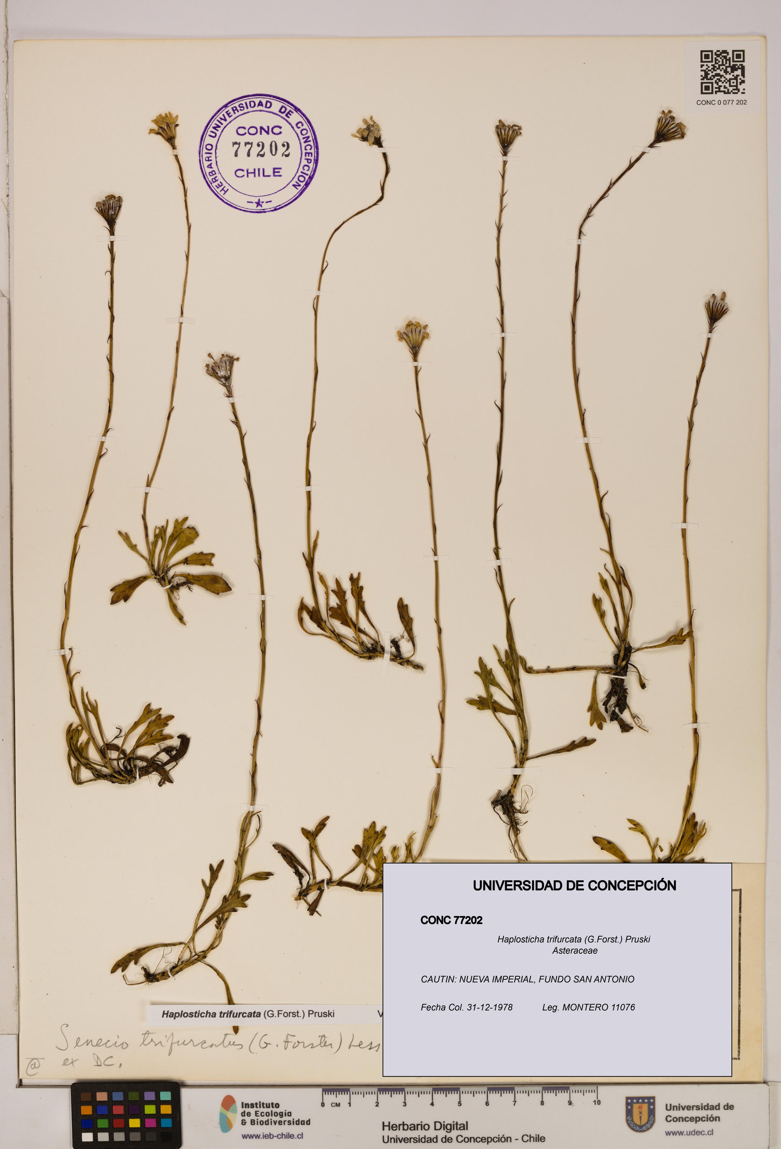 Haplosticha trifurcata [Espécimen: UDEC:CONC:0077202]