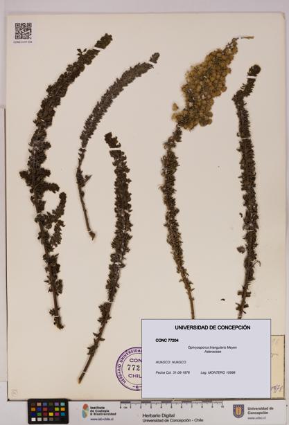 Ophryosporus triangularis [Espécimen: UDEC:CONC:0077204]