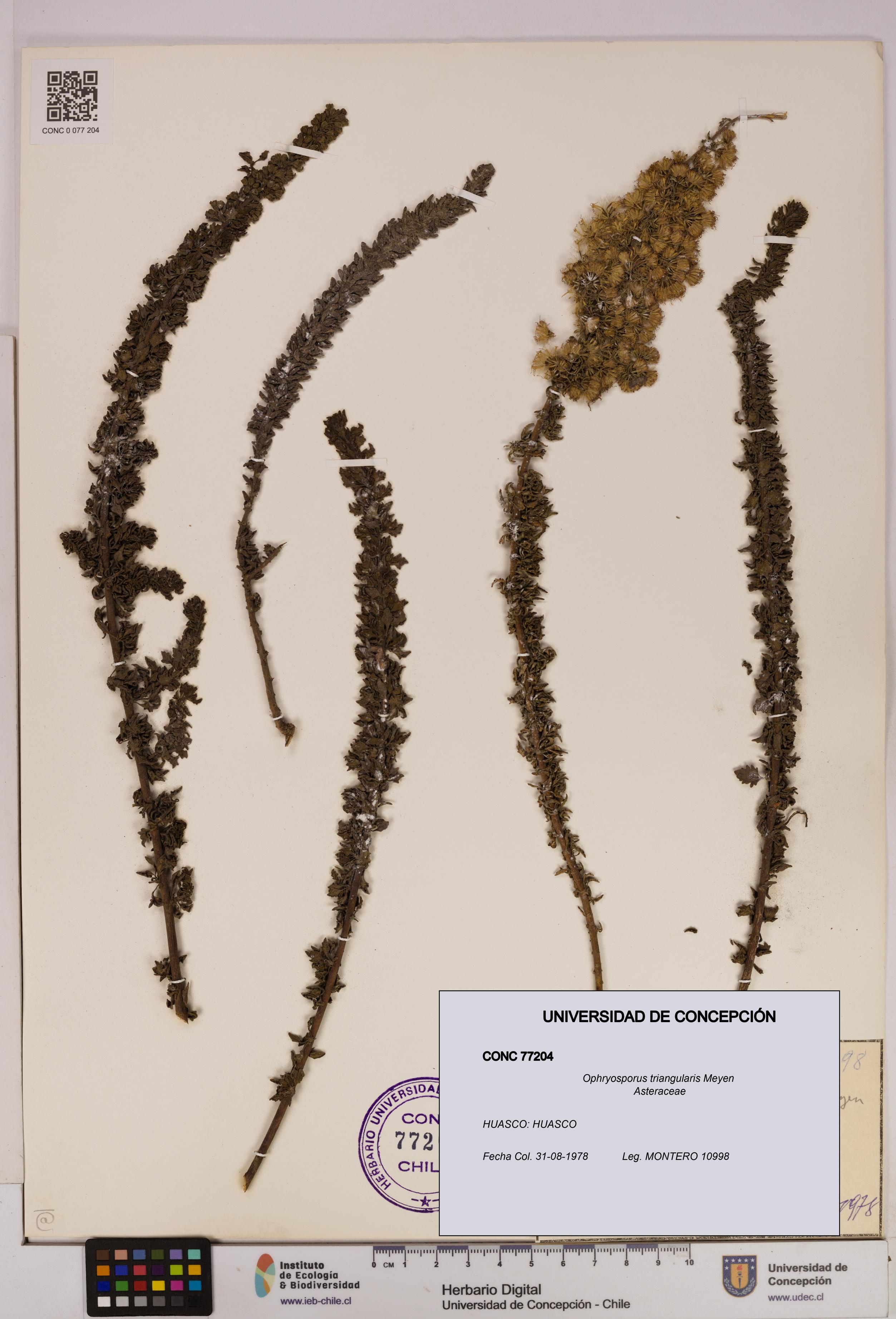 Ophryosporus triangularis [Espécimen: UDEC:CONC:0077204]