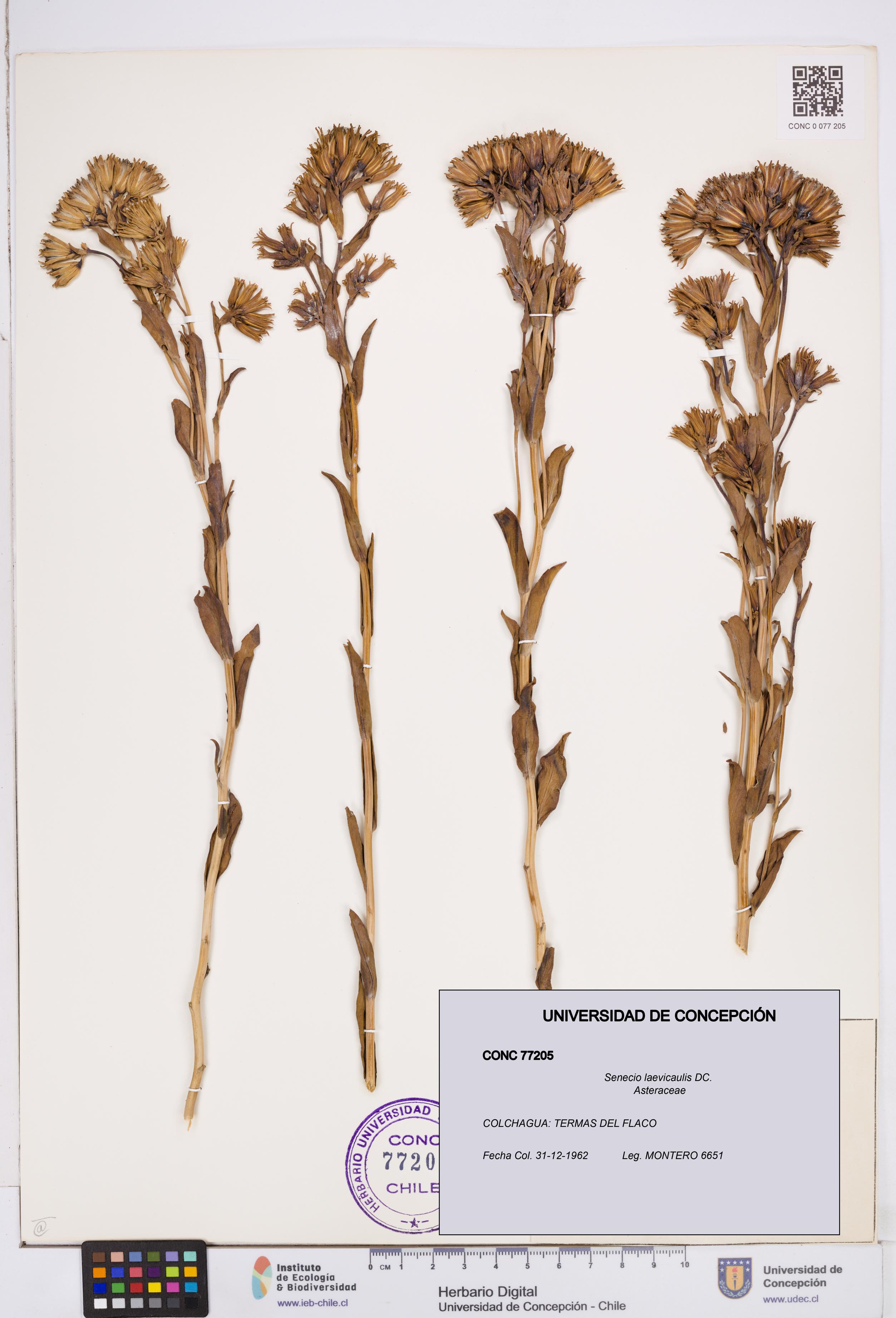 Senecio laevicaulis [Espécimen: ]