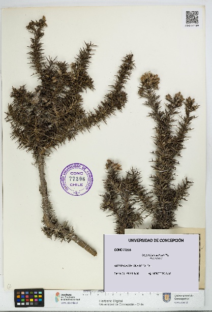 Oxyphyllum ulicinum [Espécimen: ]