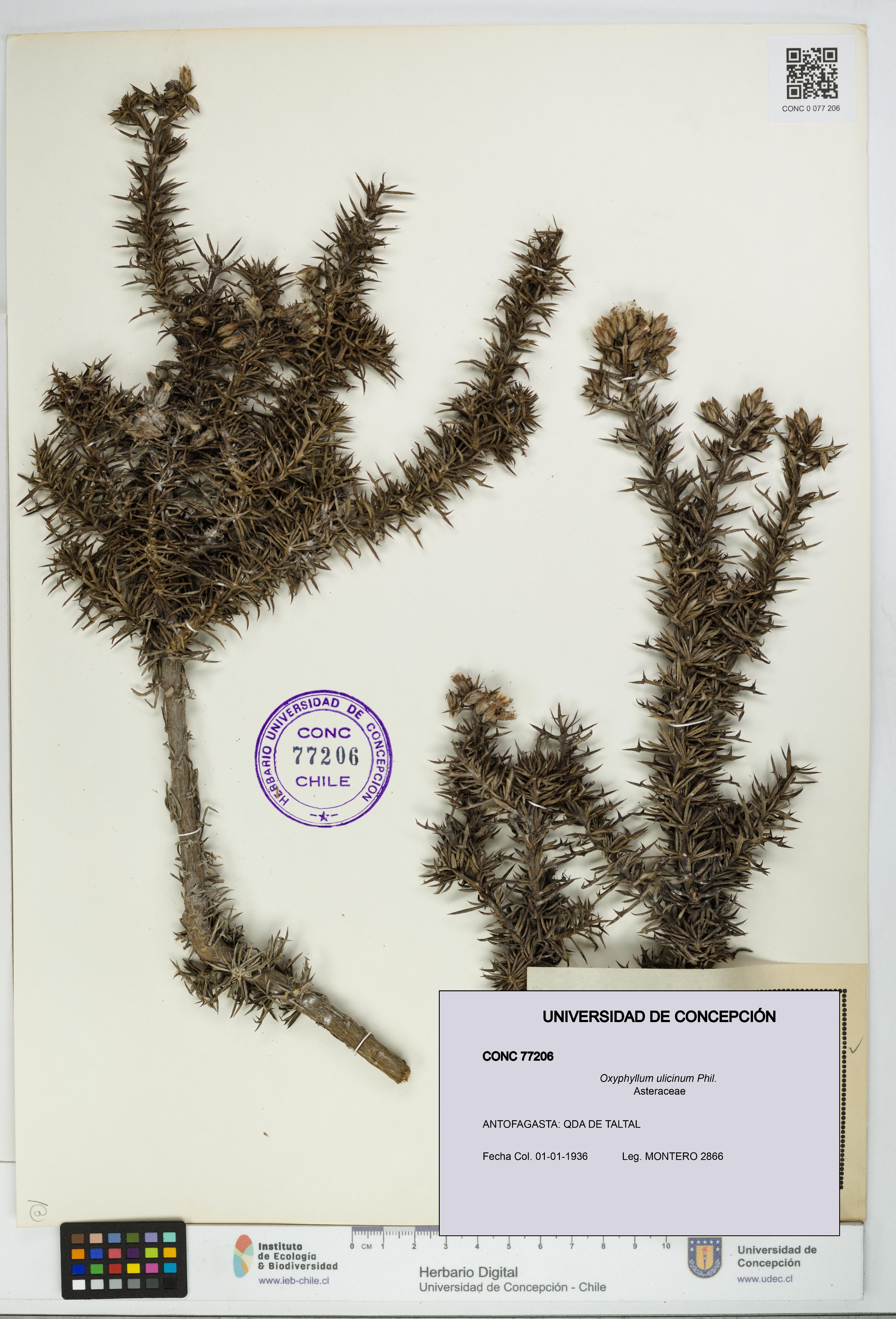 Oxyphyllum ulicinum [Espécimen: ]