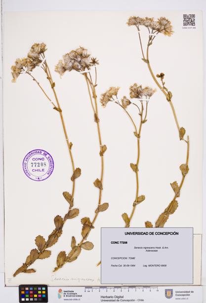 Senecio nigrescens [Espécimen: ]