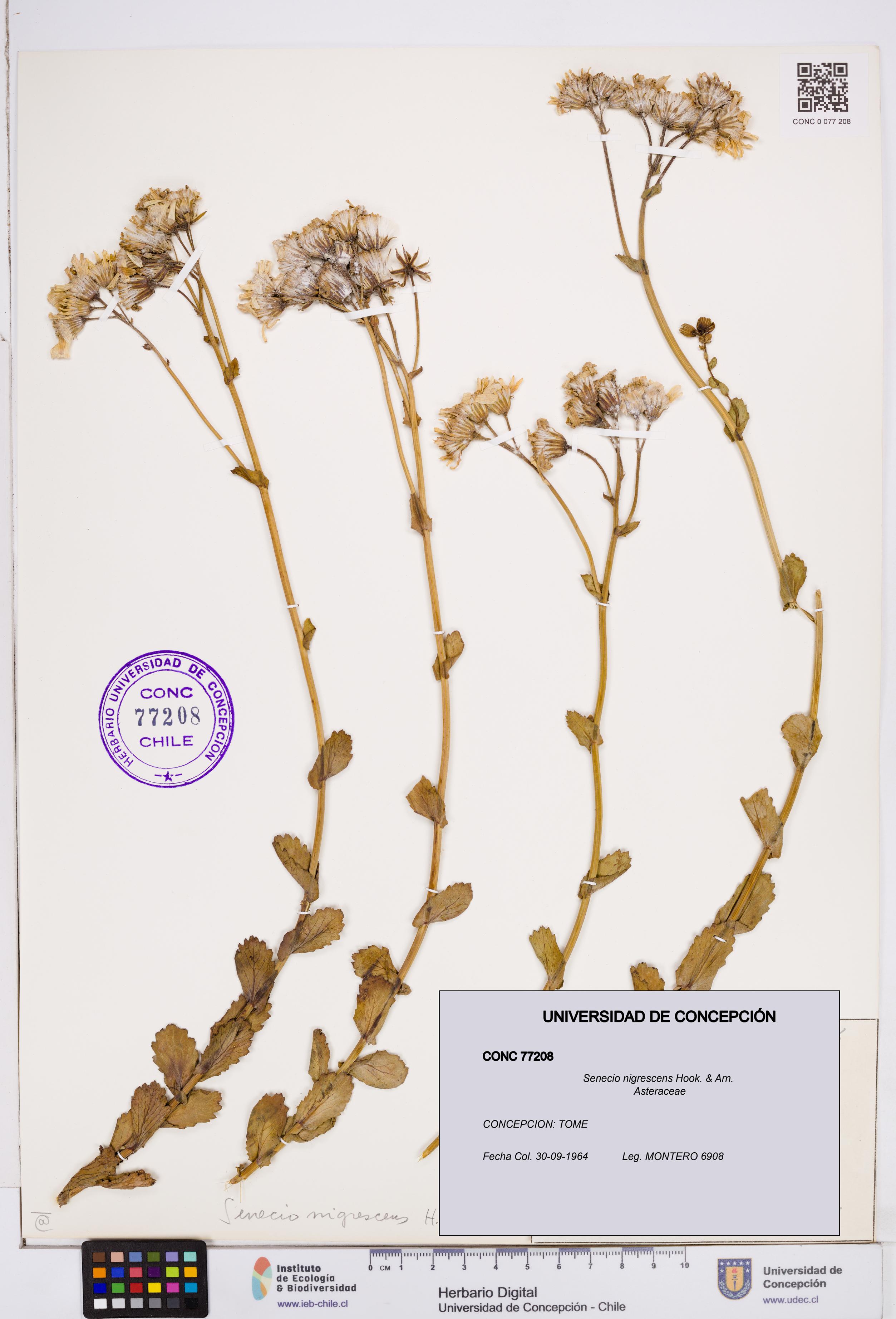 Senecio nigrescens [Espécimen: ]