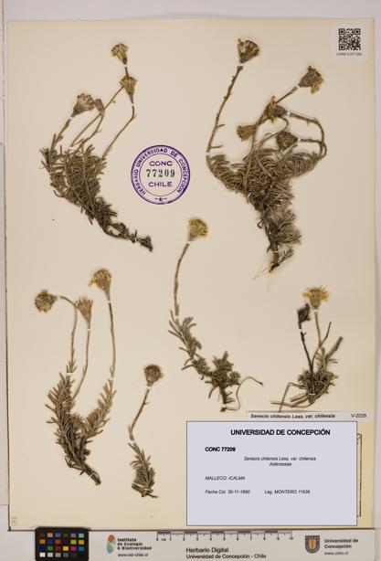 Senecio chilensis var. chilensis [Espécimen: UDEC:CONC:0077209]