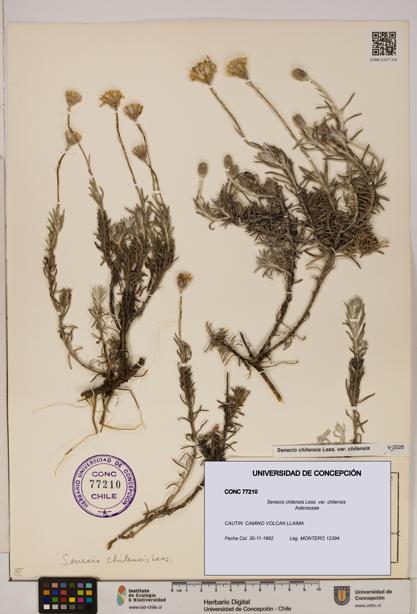 Senecio chilensis var. chilensis [Espécimen: UDEC:CONC:0077210]