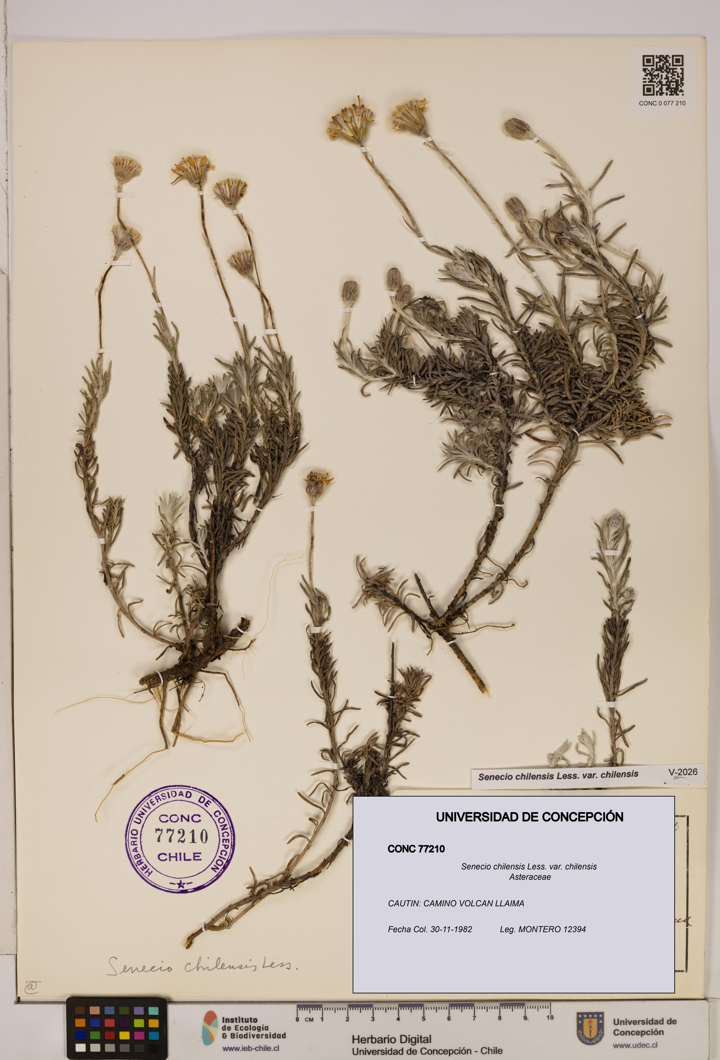 Senecio chilensis var. chilensis [Espécimen: UDEC:CONC:0077210]