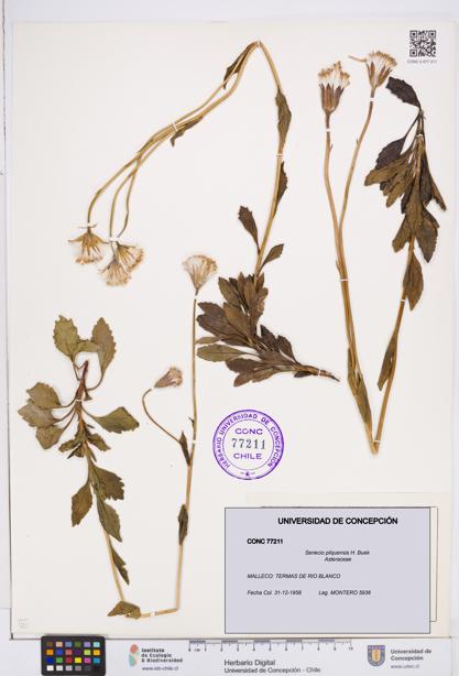 Senecio pilquensis [Espécimen: ]