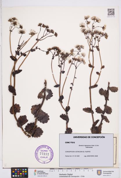 Senecio nigrescens [Espécimen: ]