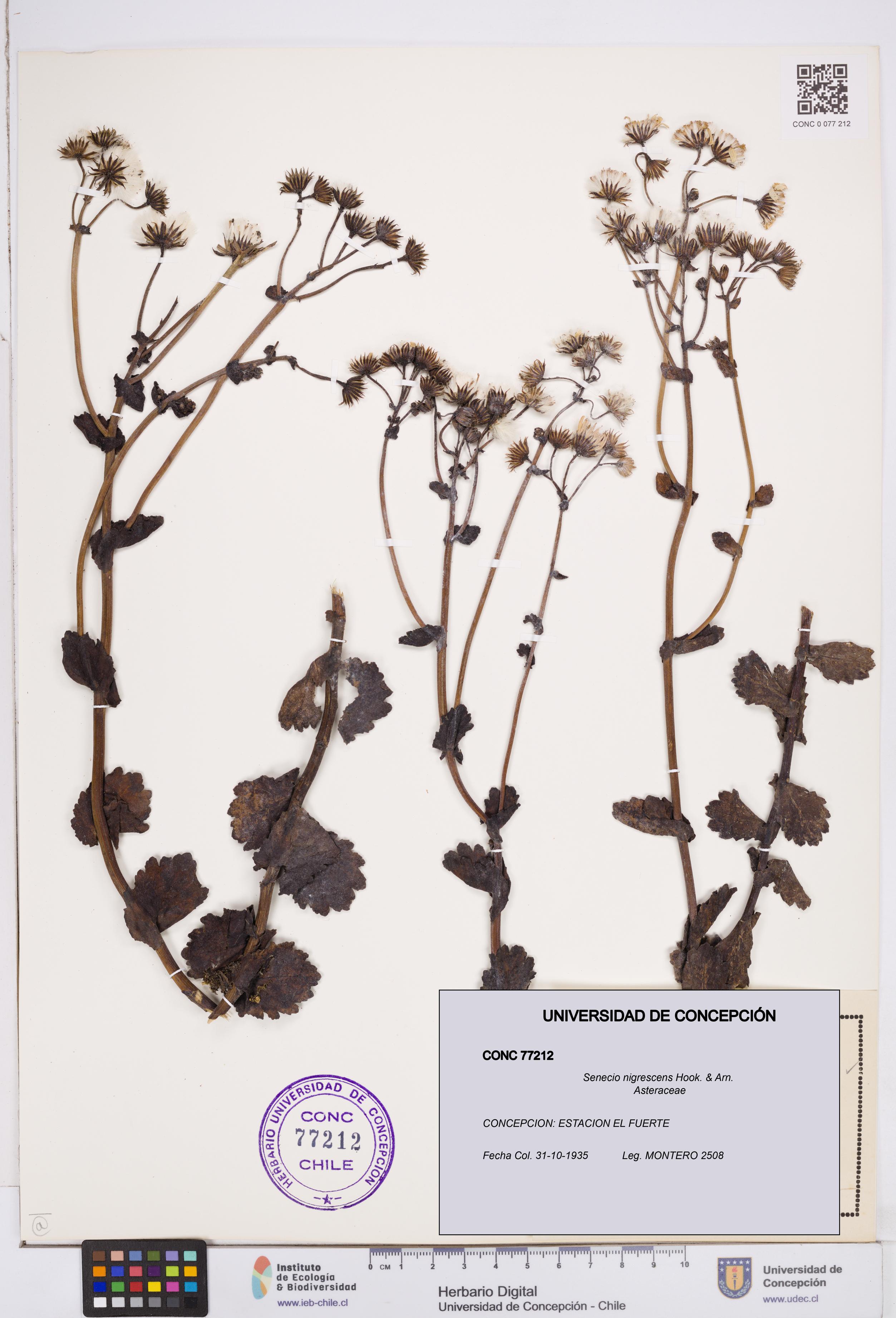 Senecio nigrescens [Espécimen: ]