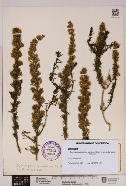 Ophryosporus paradoxus [Espécimen: UDEC:CONC:0077213]