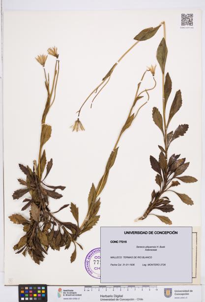 Senecio pilquensis [Espécimen: ]