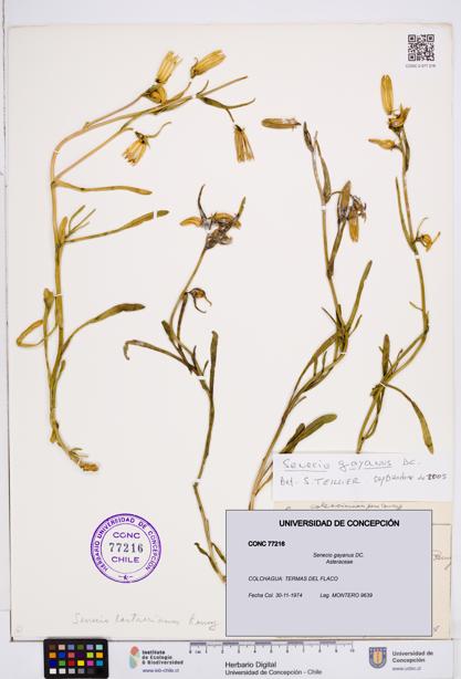 Senecio gayanus [Espécimen: ]