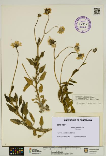 Encelia canescens [Espécimen: UDEC:CONC:0077217]