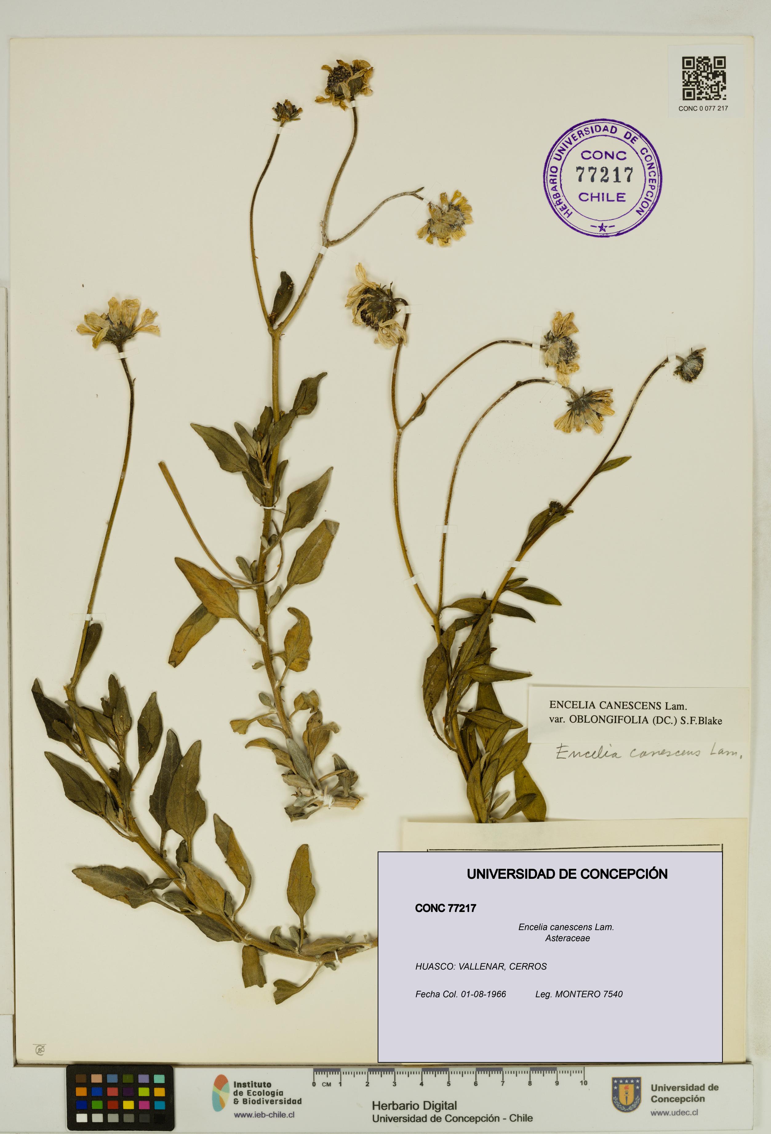 Encelia canescens [Espécimen: UDEC:CONC:0077217]