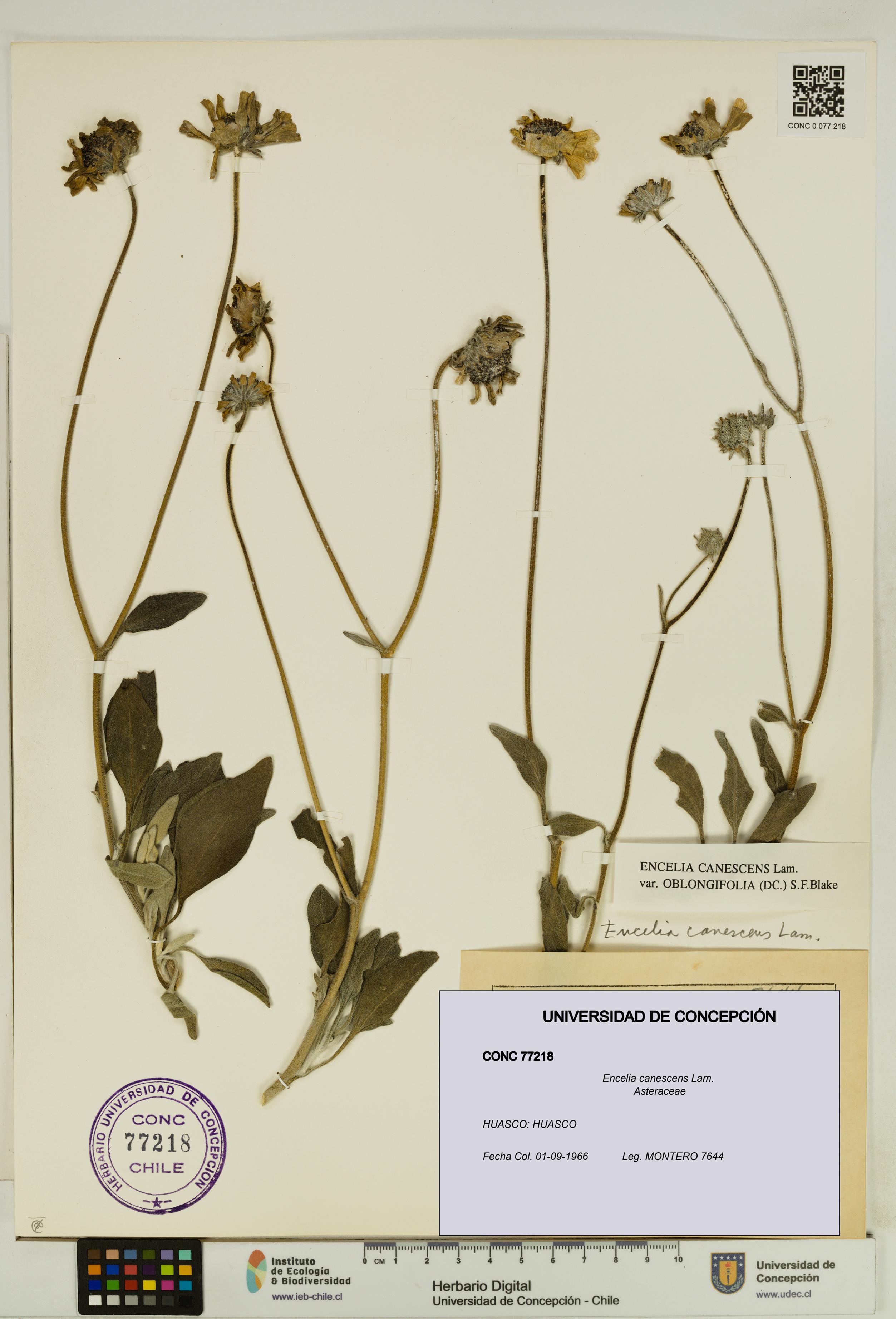 Encelia canescens [Espécimen: UDEC:CONC:0077218]