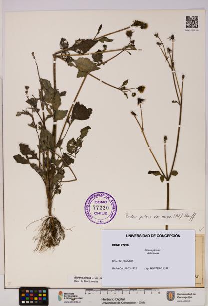 Bidens pilosa [Espécimen: UDEC:CONC:0077220]