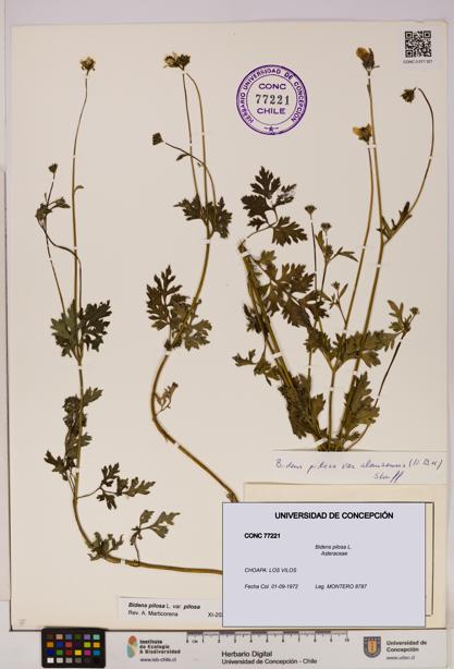 Bidens pilosa [Espécimen: UDEC:CONC:0077221]