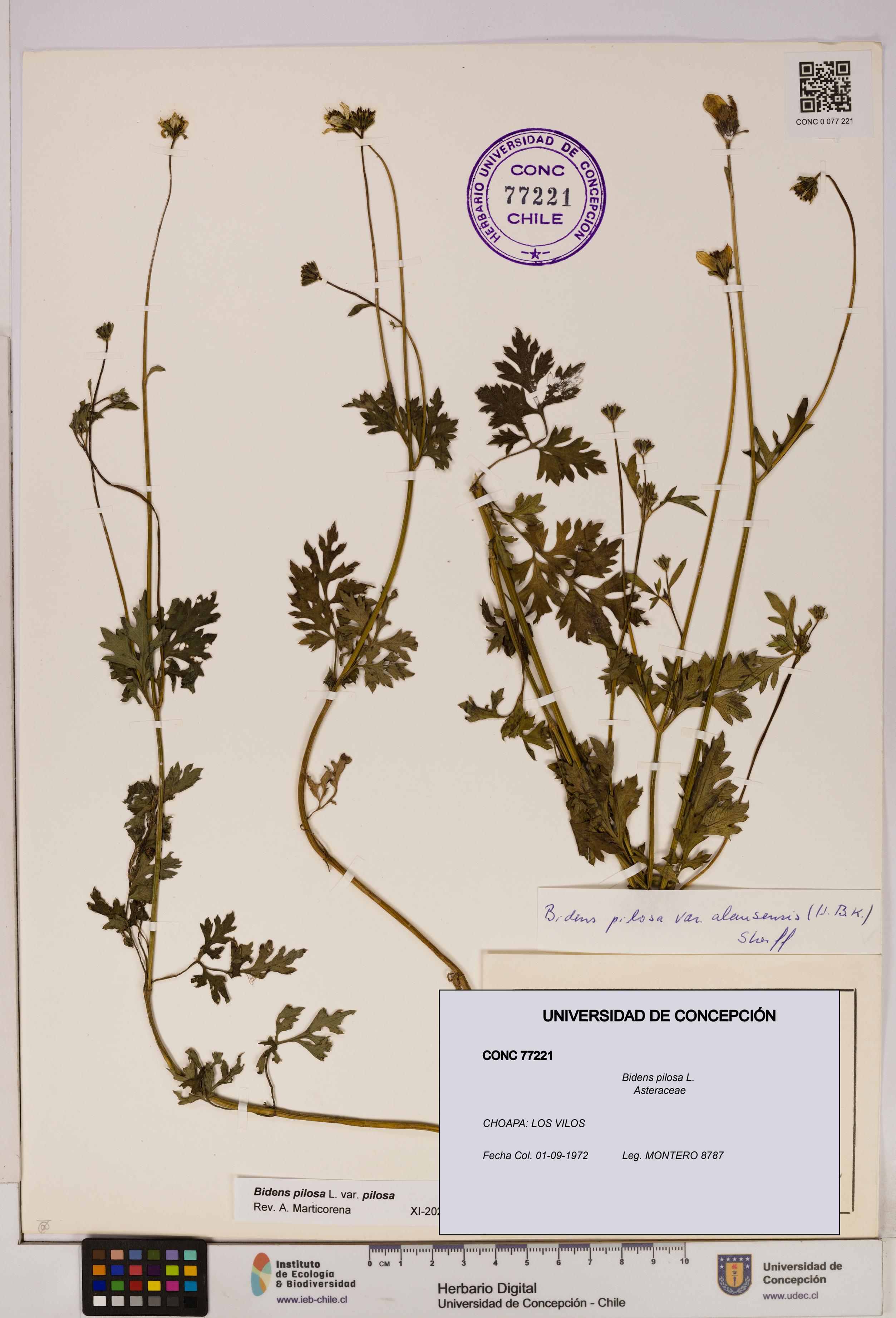 Bidens pilosa [Espécimen: UDEC:CONC:0077221]
