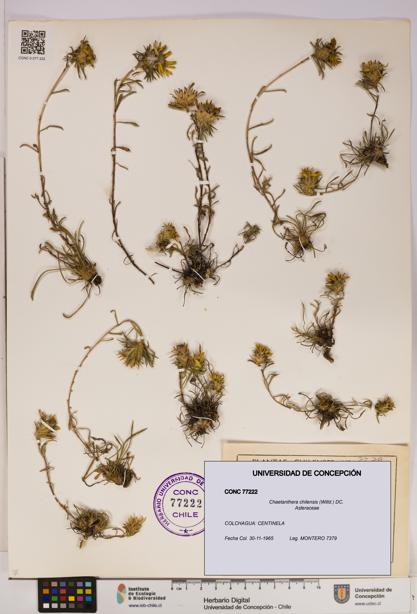 Chaetanthera chilensis [Espécimen: UDEC:CONC:0077222]