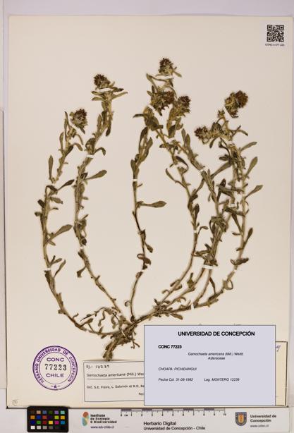 Gamochaeta americana [Espécimen: UDEC:CONC:0077223]