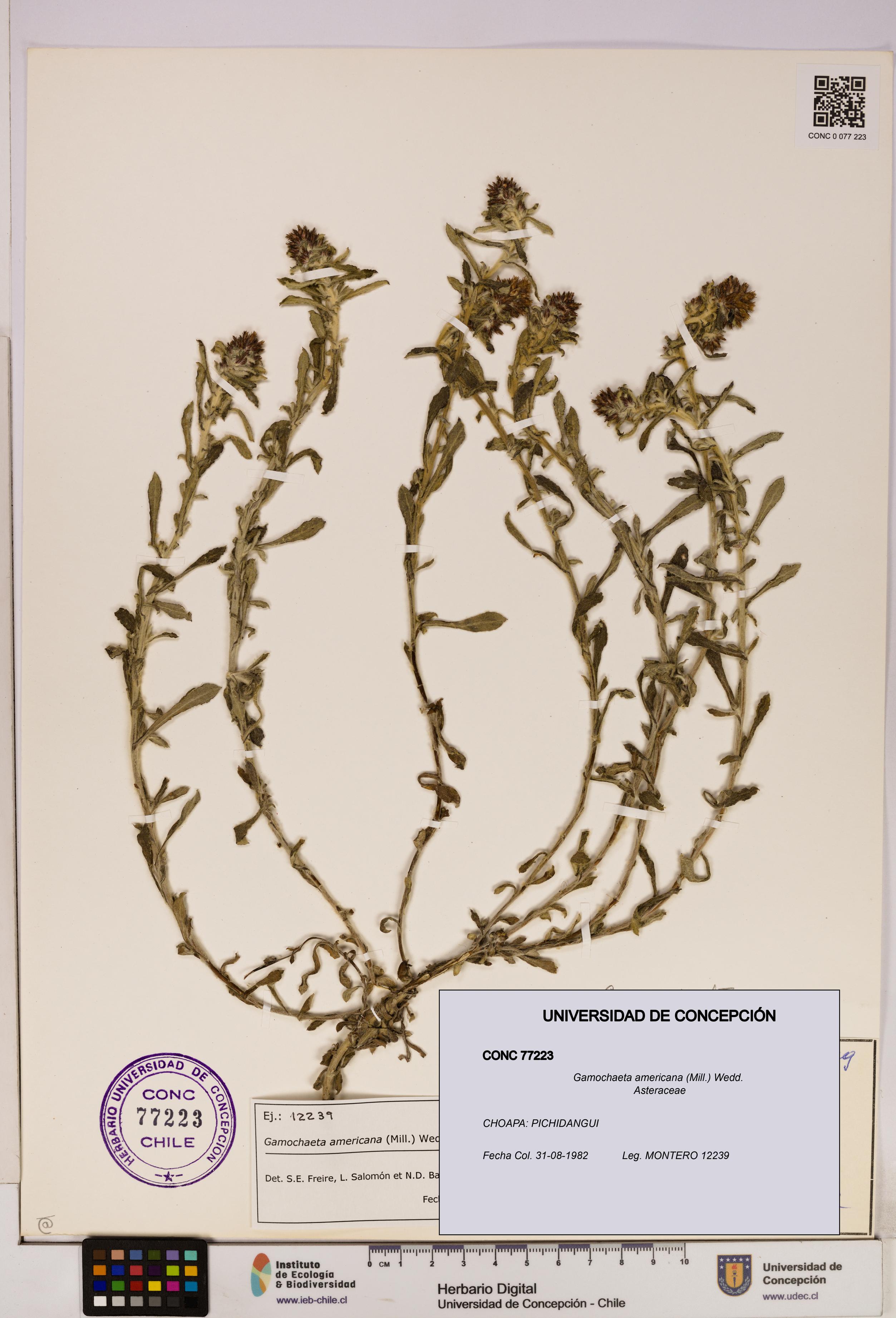 Gamochaeta americana [Espécimen: UDEC:CONC:0077223]