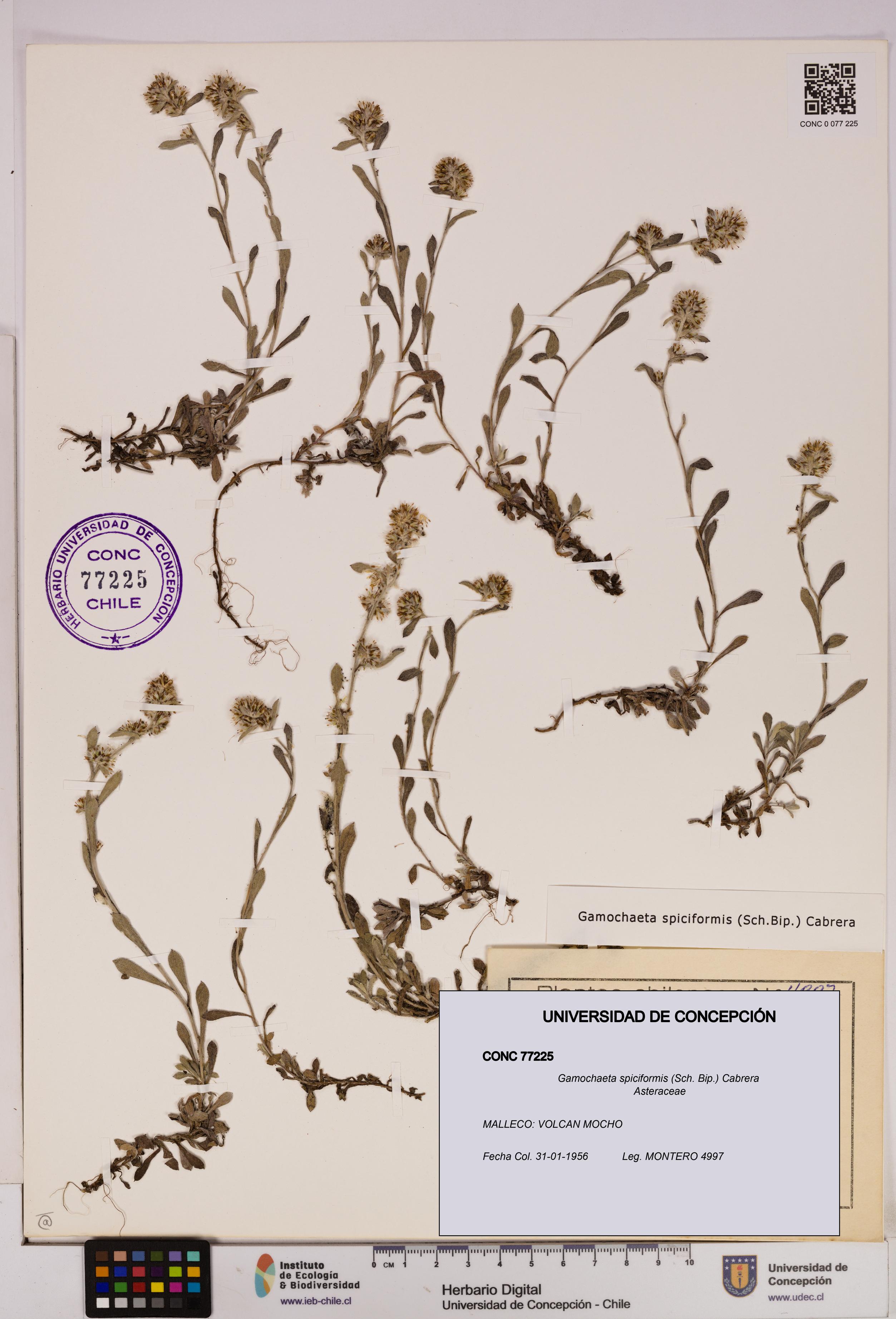 Gamochaeta spiciformis [Espécimen: UDEC:CONC:0077225]